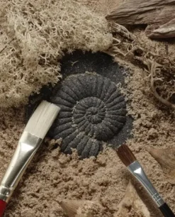 Fossiler i stein
