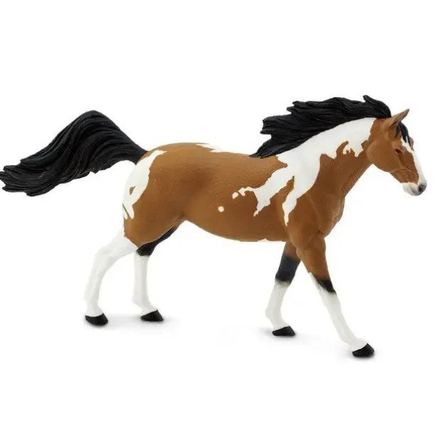 Hest american paint stallion