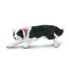 Hund border collie