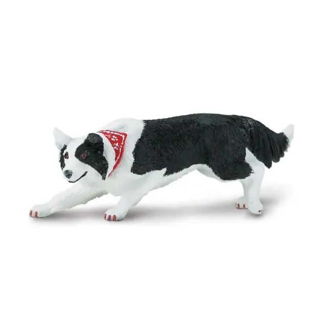 Hund border collie