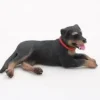 Hund rottweiler voksen