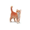 Katt tabby