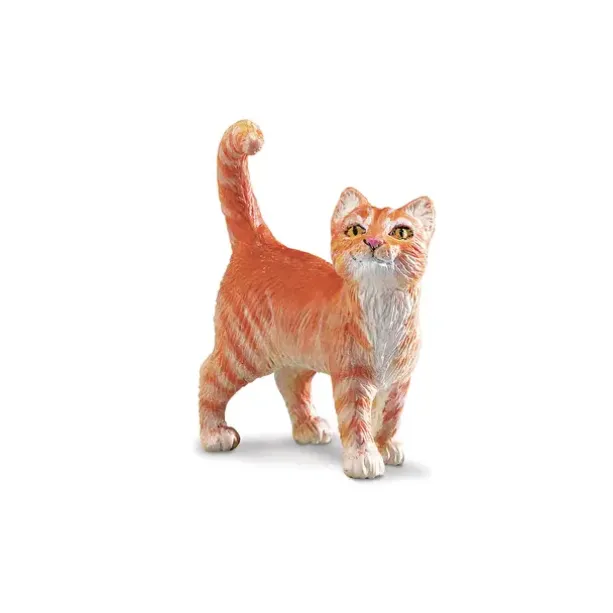 Katt tabby