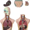 Mini-torso